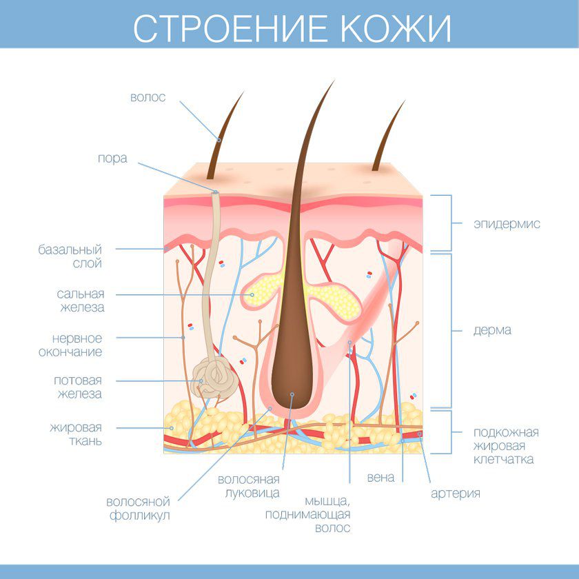 Строение кожи