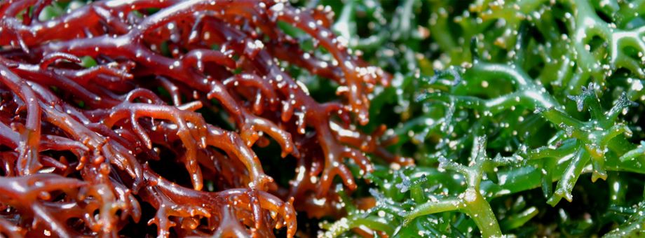 Спирулина в косметологии